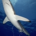 shark_silky_far_jar_v_0557_cub5634.jpg